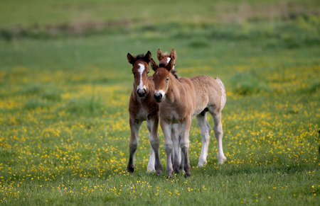 Two brown foals are playing on the meadowの写真素材