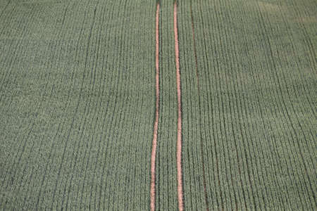 Green wheat field, and technological tractor furrows. Growing crops in the fields. View from above.