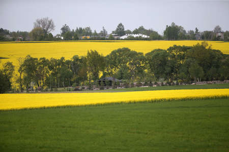 Fields and hills covered in bright yellow canola, colza or rapeseed flowers. Colorful blossom field of colza. Lithuaniaの写真素材