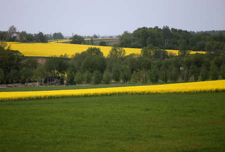 Fields and hills covered in bright yellow canola, colza or rapeseed flowers. Colorful blossom field of colza. Lithuaniaの写真素材