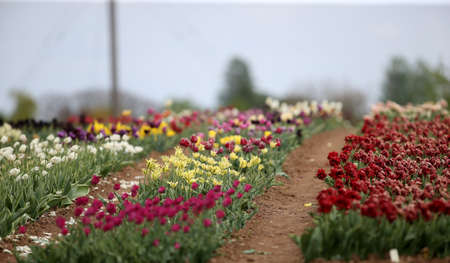 Field of beautiful colorful tulips. Lithuaniaの写真素材