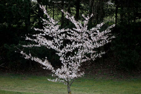 Spring Sakura Cherry Blossom. Pink blossom sakura flowers. Kaunas, Lithuaniaの写真素材