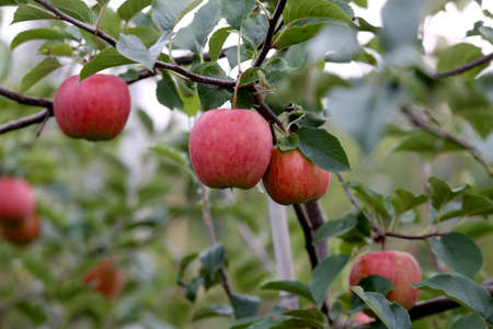 Tasty apples before the harvest. Lithuaniaの写真素材