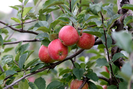 Tasty apples before the harvest. Lithuaniaの写真素材