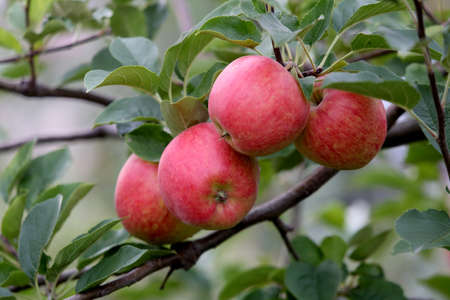 Tasty apples before the harvest. Lithuaniaの写真素材