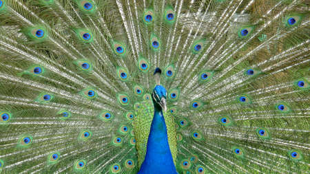 Male peacock bird. Open feathers tail. Pavo Cristatus. Mexicoの写真素材