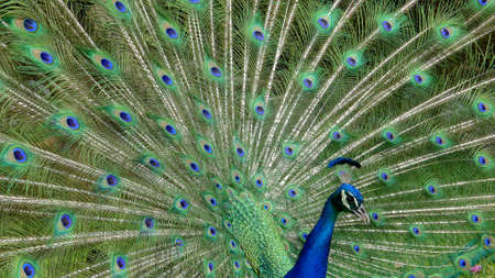Male peacock bird. Open feathers tail. Pavo Cristatus. Mexicoの写真素材