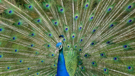 Male peacock bird. Open feathers tail. Pavo Cristatus. Mexicoの写真素材