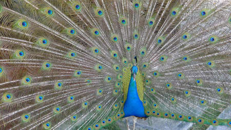 Male peacock bird. Open feathers tail. Pavo Cristatus. Mexicoの写真素材