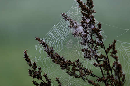 Spider cobweb decorated with pearls of rain water against a blurred green backgroundの写真素材