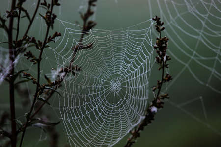 Spider cobweb decorated with pearls of rain water against a blurred green backgroundの写真素材