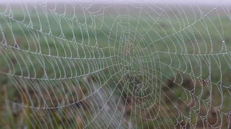 Spider cobweb decorated with pearls of rain water against a blurred green backgroundの写真素材
