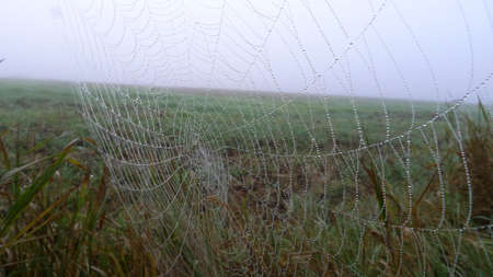 Spider cobweb decorated with pearls of rain water against a blurred green backgroundの写真素材
