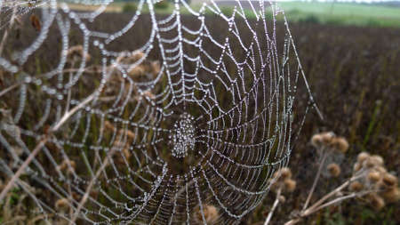 Spider cobweb decorated with pearls of rain water against a blurred green backgroundの写真素材