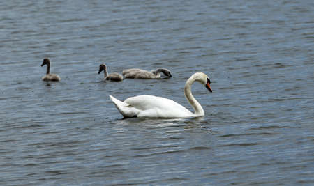 Swan and cygnets on the water of lake  Lithuania.の写真素材