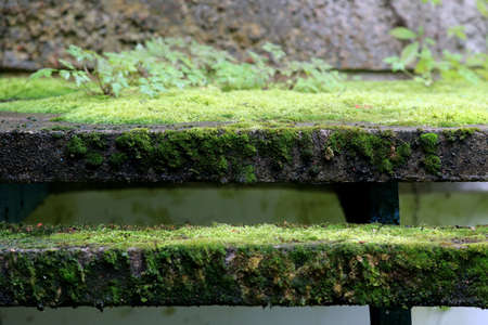 Old concrete stairs overgrown with grass in Nida Lithuaniaの写真素材