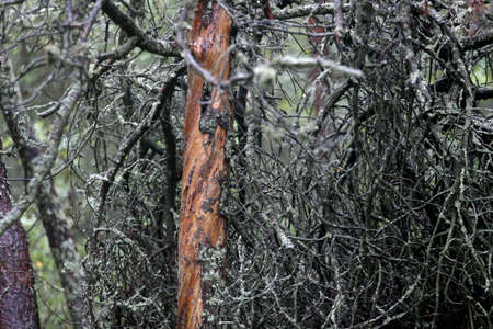Old pine forest in Nida forest, pine without bark. Lithuania