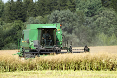 Harvester harvester collecting ripe rapeseed beans on the field. Lithuania