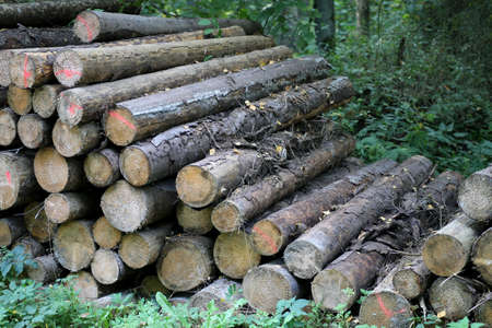 Cut tree trunks in the forest, Kaunas district