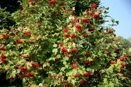 Ripe red currant in a summer garden