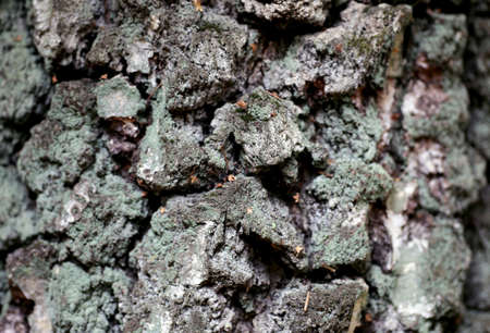 Old tree bark, trunk texture background detail