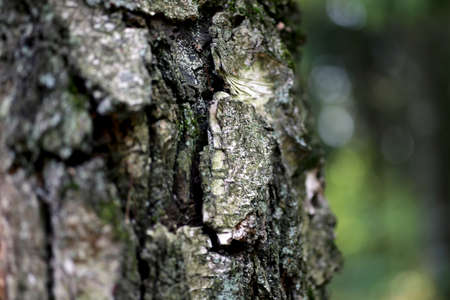 Old tree bark, trunk texture background detail