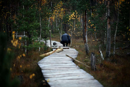 Wooden trail through the wetland to protect the environment from damage, Kaunas district, Dubrava cognitive trailの写真素材