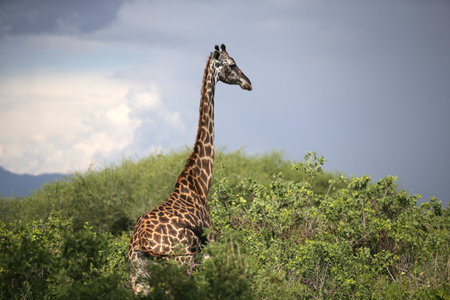 Giraffes in Lake Manyara national park, Tanzaniaのeditorial素材
