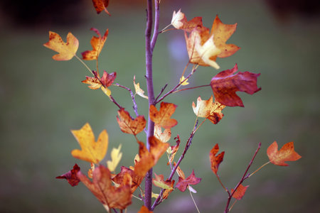 Autumn Landscape. Park in Autumn. Forest in Autumn. Dry leaves in the foreground. Lithuania
