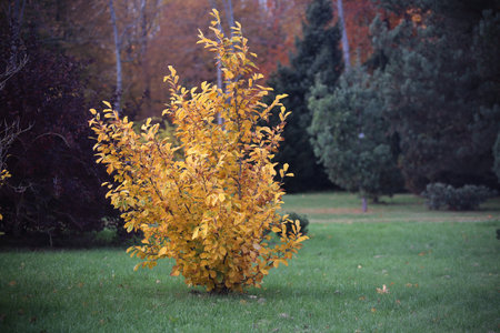 Autumn Landscape. Park in Autumn. Forest in Autumn. Dry leaves in the foreground. Lithuania
