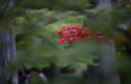Red and yellow leaves of the japanese maple, acer palmatum, in autumn KyotoRed and yellow leaves of...
