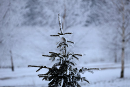 Winter landscape. Young Christmas trees covered with snow. Sunny frosty day. Christmas cardの写真素材