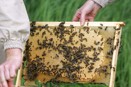The beekeeper with honeycombs of honey and bees about a beehive against greens