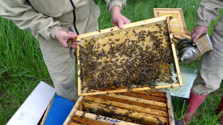 The beekeeper with honeycombs of honey and bees about a beehive against greens
