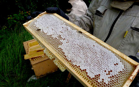 The beekeeper with honeycombs of honey and bees about a beehive against greens