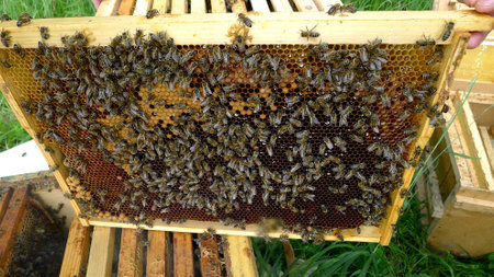 The beekeeper with honeycombs of honey and bees about a beehive against greens