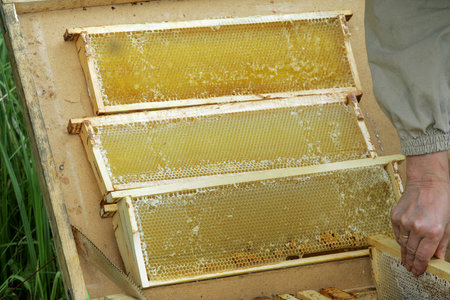 The beekeeper with honeycombs of honey and bees about a beehive against greens 4 07 2014