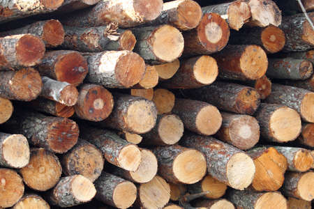 Pile of chopped fire wood prepared for winter
