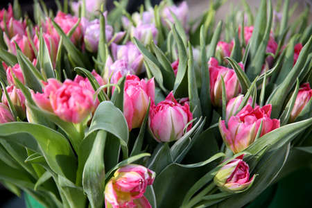 Shot outdoors in winter showing a bunch of fresh tulips.