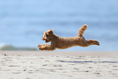 The little poodle plays by the sea