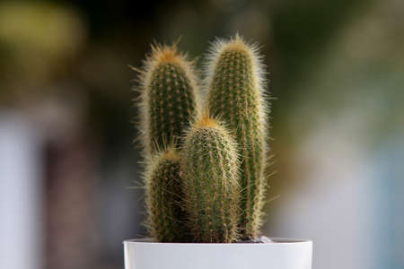Extreme close-up on sharp cactus spikes. Desert plants full frame.