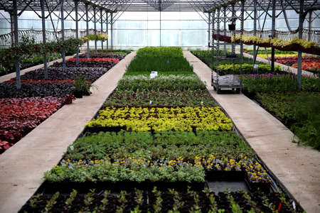 Greenhouse interior for growing garden flowers and plants, gel flowers, Kedainiai district,...