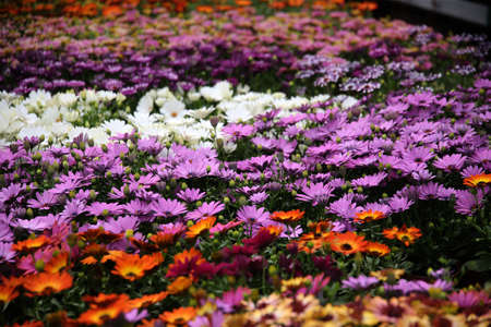 Greenhouse interior for growing garden flowers and plants, gel flowers, Kedainiai district, Josvainiaiの写真素材