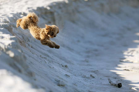 The little poodle plays by the seaの写真素材