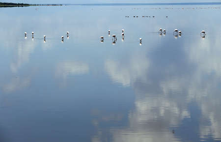 Group of Flamingo Birds with reflections at the salt lake Manyara National Parkの写真素材