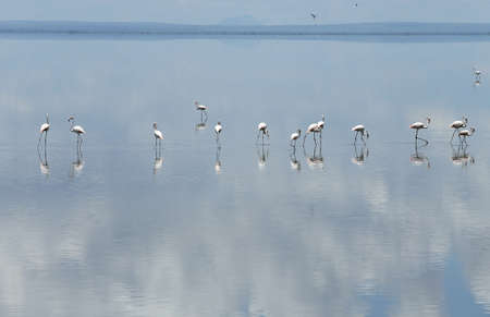 Group of Flamingo Birds with reflections at the salt lake Manyara National Parkの写真素材