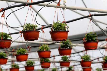 Colorful flowers in a large Lithuanian greenhouse