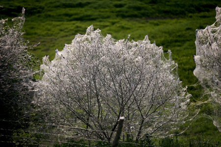 Bush totally covered in a net spun by pest caterpillars Orchard Ermine Yponomeuta padella
