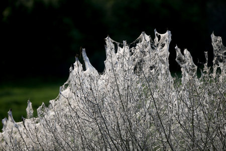 Bush totally covered in a net spun by pest caterpillars Orchard Ermine Yponomeuta padella