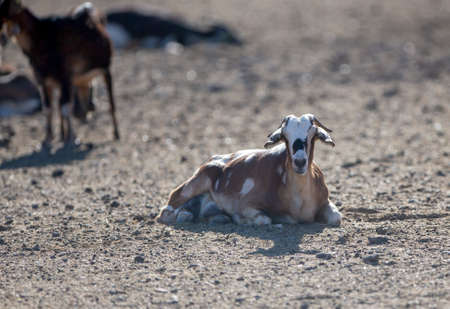 Herd of goats on pasture. Herd of farm animals on pasture.の写真素材